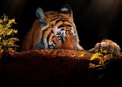 Tygrys spoglądający na motyla