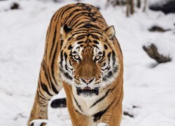 Tygrys stojący na śniegu