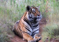 Tygrys syberyjski leżący w trawie
