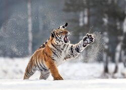 Zima, Śnieg, Drzewa, Tygrys syberyjski, Otwarta, Paszcza, Podniesiona, Łapa