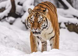 Tygrys syberyjski w śniegu
