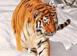 Tygrys, Głęboki, Śnieg