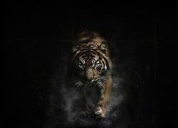 Tygrys wyłania się z czarnego tła