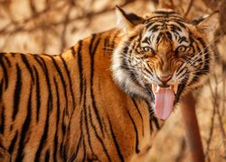 Tygrys z wystawionym językiem