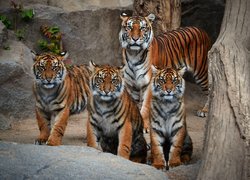 Tygrysica z młodymi