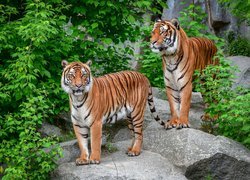Tygrysy syberyjskie