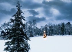 Zima, Śnieg, Świerki, Choinka, Boże Narodzenie, Chmury