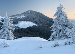 Ukraina, Zima, Góry Karpaty, Las, Świerki