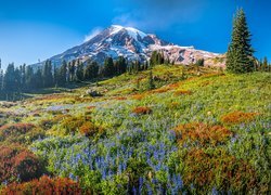 Góry, Stratowulkan, Mount Rainier, Drzewa, Świerki, Łąka, Kwiaty, Park Narodowy Mount Rainier, Stan Waszyngton, Stany Zjednoczone