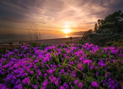 Stany Zjednoczone, Stan Kalifornia, Malibu, Zachód słońca, Ocean Spokojny, Wybrzeże, Kwiaty