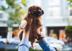 Uniesiony szczeniak leonberger na rozmytym tle ulicy