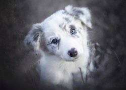 Border collie, Szczeniak