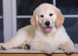 Uroczy szczeniak golden retrievera z wywieszonym językiem leży na parapecie okna