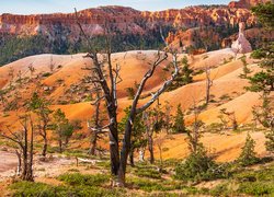 Uschnięte drzewa na tle gór w Parku Narodowym Bryce Canyon