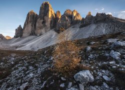 Uschnięte drzewko na tle pasma górskiego Tre Cime di Lavaredo we Włoszech