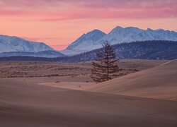 Uschnięte drzewo na pustyni Chara Sands