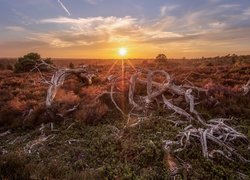 Holandia, Prowincja Overijssel, Holterberg, Wrzosowisko, Suche, Konary, Zachód słońca