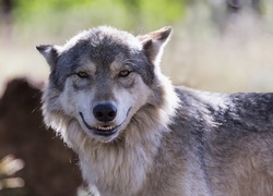 Uśmiech wilka