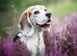 Wrzosy, Pies, Beagle, Uśmiech