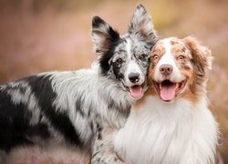 Border collie, Owczarek australijski