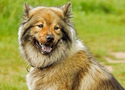 Uśmiechnięty eurasier