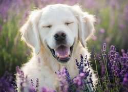 Uśmiechnięty golden retriever