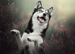 Uśmiechnięty siberian husky