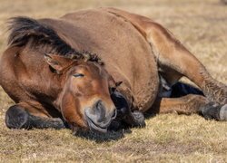 Uśmiechnięty śpiący koń