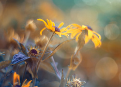 Usychające kwiaty rudbekii w rozmyciu