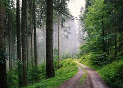Wąska droga przez zielony las