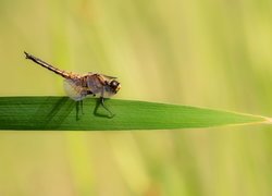 Ważka czteroplama, Libellula quadrimaculata, Trawa, Źdźbło, Zbliżenie