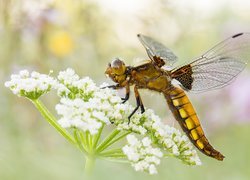 Ważka płaskobrzucha, Roślina, Biały, Kwiat, Makro