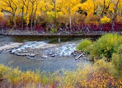 Jesień, Rzeka, Gunnison River, Kolorowe, Rośliny, Pożółkłe, Drzewa, Wędkarz, Kolorado, Stany Zjednoczone