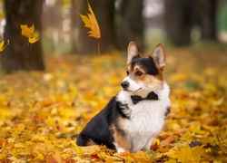 Welsh corgi cardigan w muszce wśród spadających liści