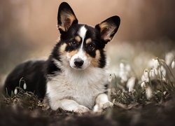 Pies, Welsh corgi cardigan, Przebiśniegi