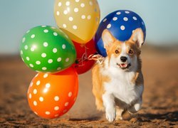 Welsh corgi pembroke biegnący z balonami