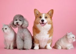 Dwa, Koty, Psy, Welsh corgi pembroke, Pudel