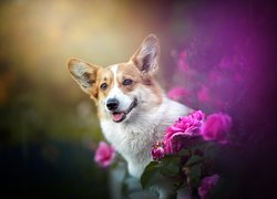 Welsh corgi pembroke i różowe róże