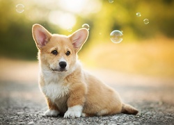 Welsh corgi pembroke i spadające bańki mydlane