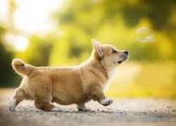 Welsh corgi pembroke idący za bańkami