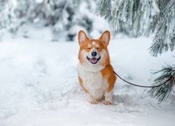 Welsh corgi pembroke, Las, Drzewa, Zima