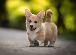 Pies, Szczeniak, Welsh corgi pembroke