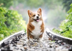 Welsh corgi pembroke na torach