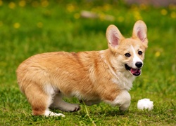 Welsh corgi pembroke na trawie podczas zabawy piłeczką