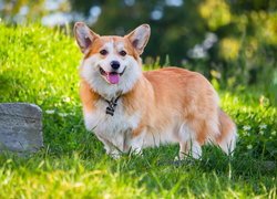 Welsh corgi pembroke obok kamienia