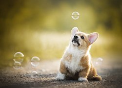 Welsh corgi pembroke obserwuje bańki mydlane