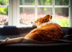 Welsh corgi pembroke odpoczywający przy oknie