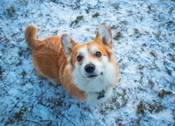 Pies, Welsh corgi pembroke, Zima, Trawa, Spojrzenie