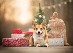 Pies, Welsh corgi pembroke, Świąteczne, Prezenty
