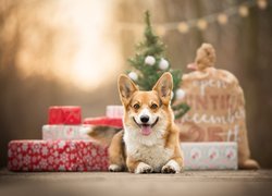 Welsh corgi pembroke pilnuje prezentów